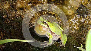 Frog in the nature green tree frog in the swamp at night close up of frog chirp closeup of frog sing cute animal, beautiful animal photo