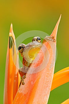 Frog in the nature tropic forest habitat. Costa Rica. Rare animal from Central America. Frog in the forest. Tropic frog Stauffers