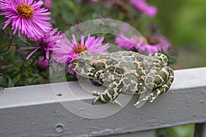 Frog near the flower,a frog sniffs a flower in the garden in the autumn