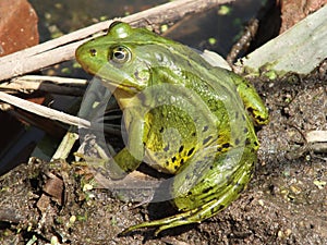 Frog near the pond