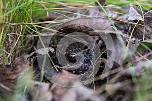 Frog nesting