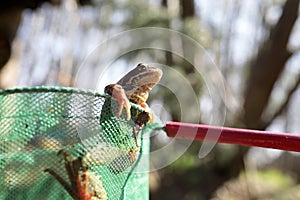 Frog in net