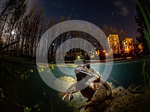 A frog at night with city lights and the moon in the background