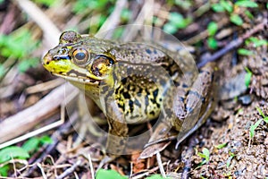 Frog in Nixon Park in Loganville, Pennsylvania