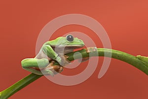 Frog on orange background