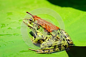 A frog with a orange leaf on its back sits on a leaf of a water lily on a lake in the middle of a forest on a warm, sunny summer d