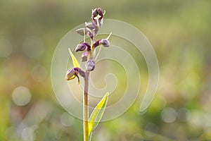 Frog orchid, Coeloglossum viride starting blooming