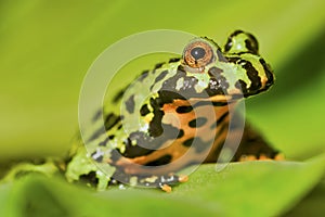 Frog Oriental fire-bellied toad Bombina orientalis sitting on green leaf