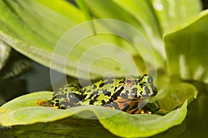 Frog Oriental fire-bellied toad Bombina orientalis sitting on green leaf