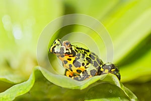 Frog Oriental fire-bellied toad Bombina orientalis sitting on green leaf