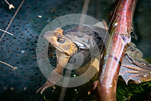 Frog pair mating in a pond