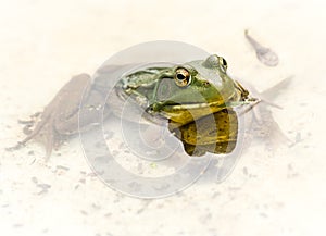 Frog Parent with Froglet and Tadpole in Pool