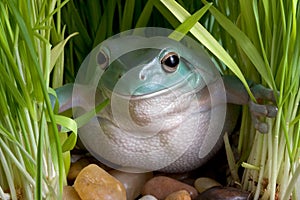 Frog peeking through grass