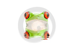 Frog peeking out of water isolated