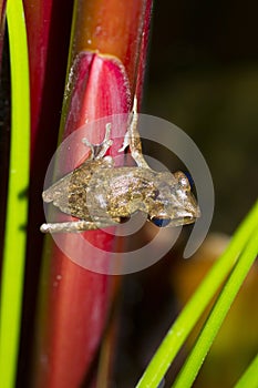 Frog perched