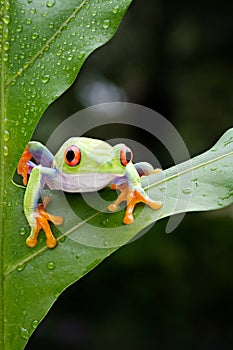The frog is perched on a green leaf