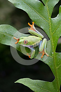 The frog is perched on a green leaf