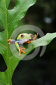 The frog is perched on a green leaf