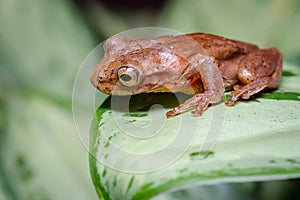 Frog perched on a leaf while looking down