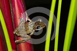 Frog perched on a tree