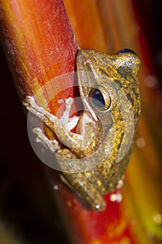 Frog perched on a tree.