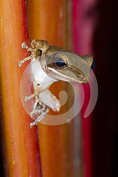 Frog perched on a tree.