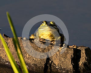 Frog photo stock. Frog sitting on a rock by the water, looking at camera with a funny face and displaying green body, head, legs.