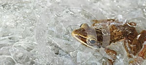 frog on a piece of plastic