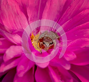 Frog on a pink flower. An amphibian on a beautiful dahlia. Macro photography.