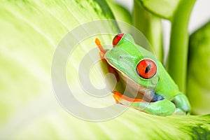 Frog in a plant