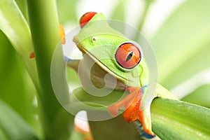 Frog in a plant