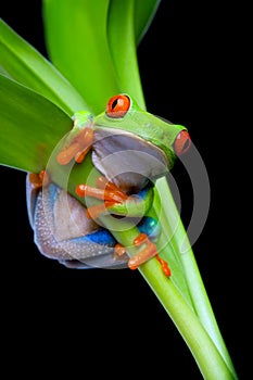 Frog in a plant isolated black