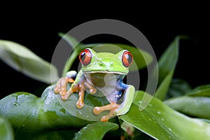 Frog in plant isolated on black