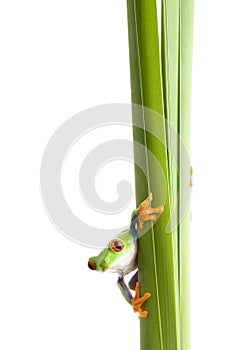 Frog on plant isolated white