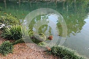 Frog Plant Topiary