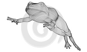 Frog polygonal lines illustration.