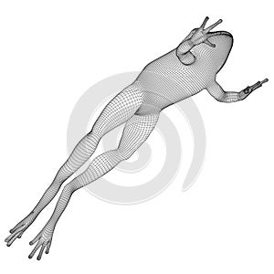 Frog polygonal lines illustration.