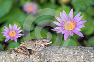 Frog, Polypedates leucomystax on timber in lotus pond.