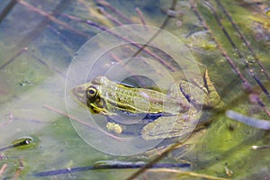 Frog in a pond