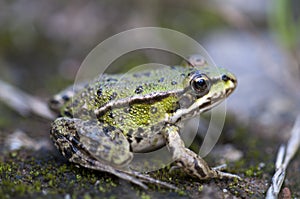 Frog Pond