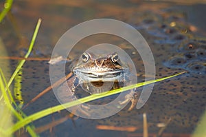 Frog in a pond