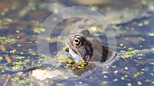 Frog in the pond