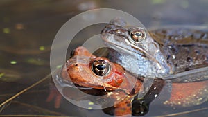 Frog in the pond