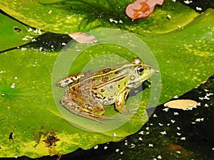 Frog in Pond