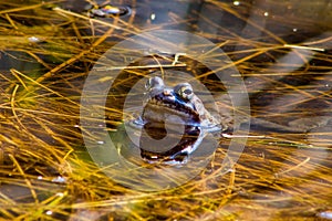 Frog in the pond close-up