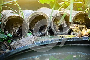 A frog pond creates a house from a bamboo cylinder.