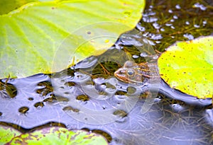 Frog in Pond.  Little frog in nature. A bullfrog in a pond is reflected in the water photo