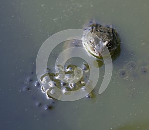 Frog in pond next to frog spawn