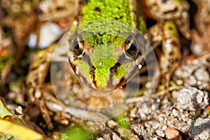 Frog Pond - Pelophylax esculentus