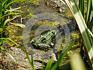 Frog in a pond, PoznaÅ„ Botanical Garden, Poland